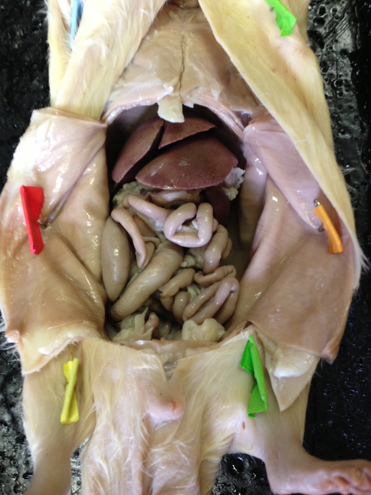 Biology: Dissection of the systems: CIRCULATORY