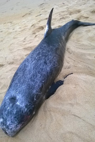 Cá voi nặng 250kg dạt vào bờ biển Quảng Ngãi