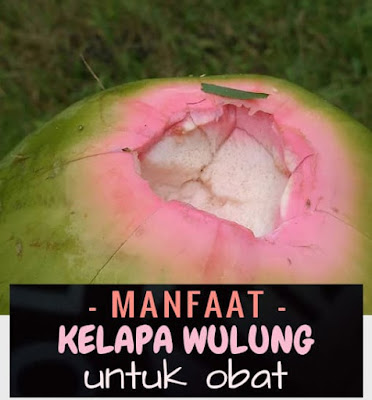 manfaat air kelapa wulung manfaat air kelapa wulung penjelasan tentang sejuta manfaat air kelapa wulung. Kami menyediakan kelapa wulung dan jual bibit kelapa hijau wulung siap tanam di kebun atau pekarangan rumah. Bagi Anda sekalian yang berminat ingin punya tanaman kelapa wulung ini, silahkan untuk menghubungi kontak WA langsung di Nomor 0857 4775 7565