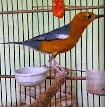 Cara Mengetahui Ciri Ciri Fisik Perbedaan Burung Anis Merah Dewasa