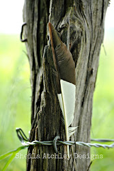 flock together feather birds lost imitating right