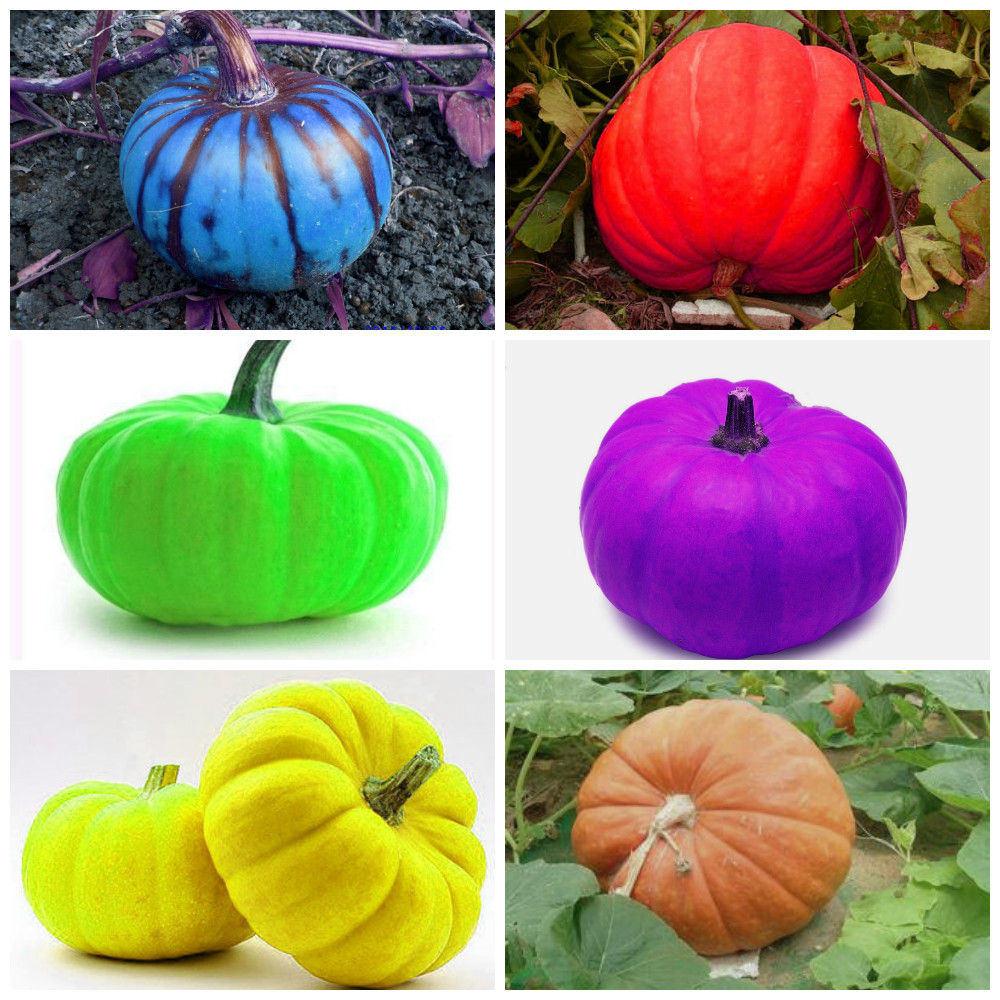 Fake Flower, Vegetable and Exotic Seeds Fake Popular Mexican