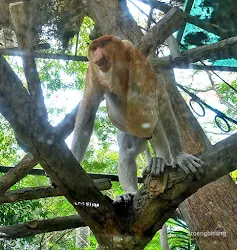 bekantan kebun binatang ragunan jakarta