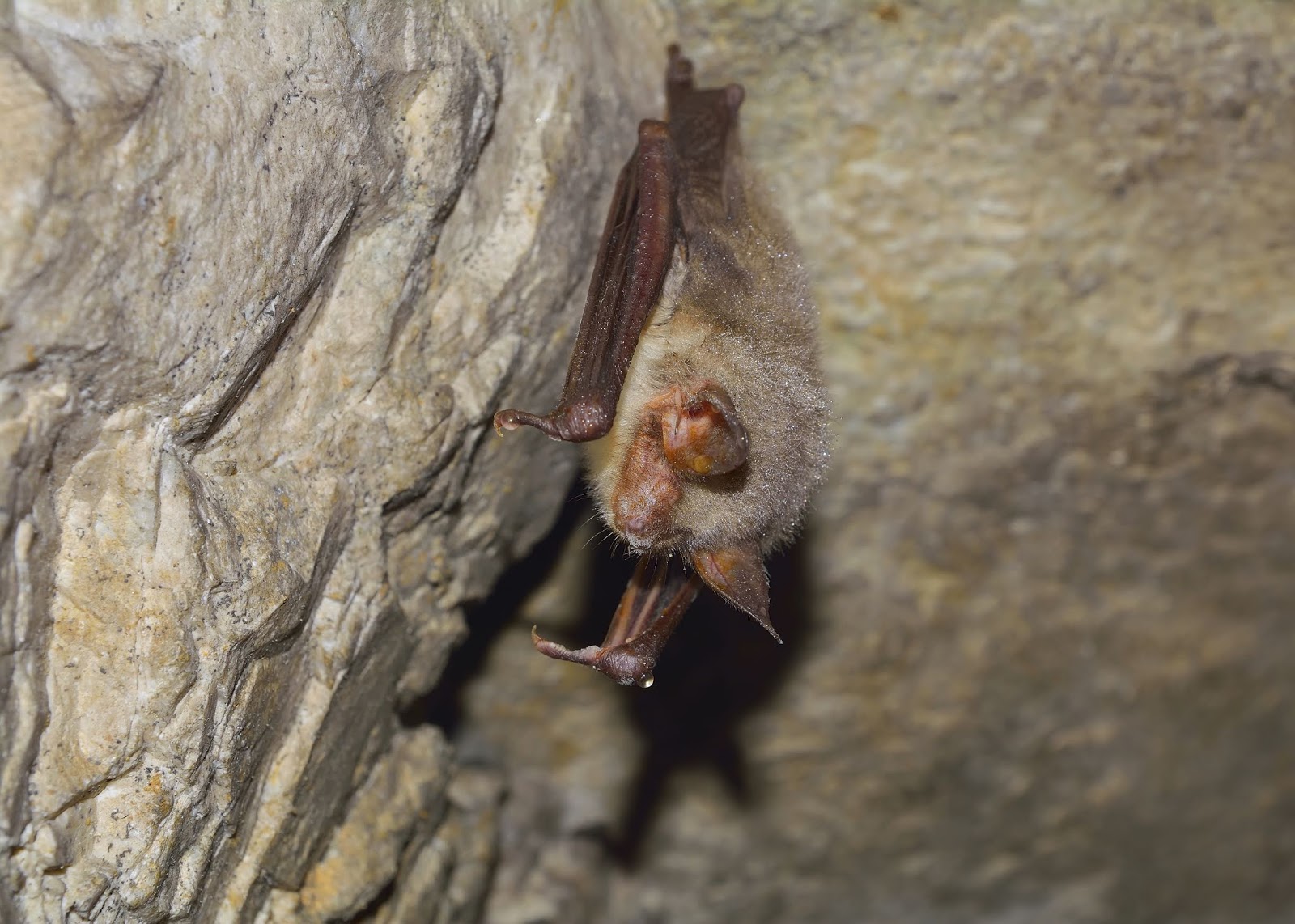 Clearing the Air Misconceptions About Bats!