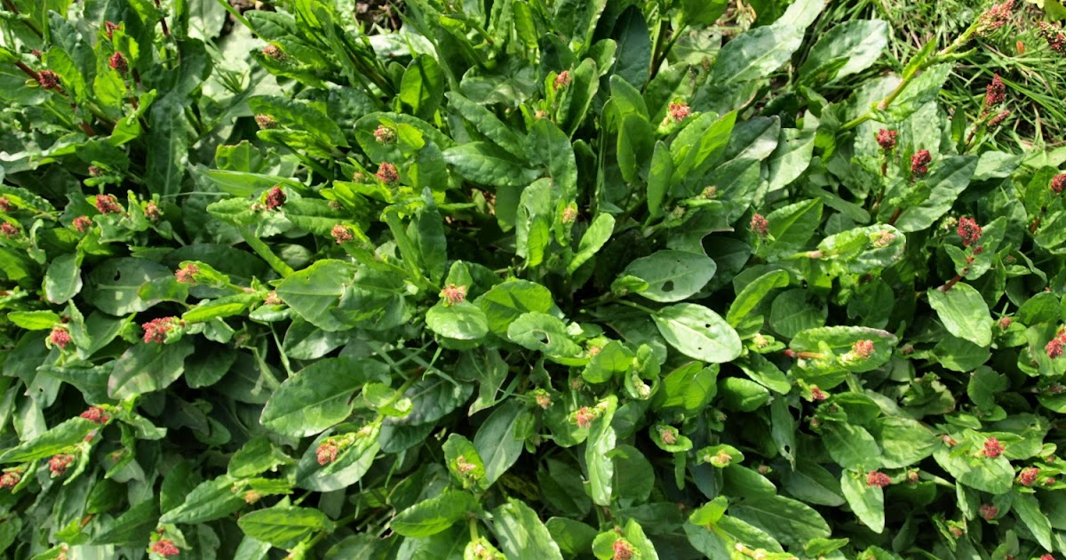 Raw Edible Plants Common Sorrel (Rumex acetosa)