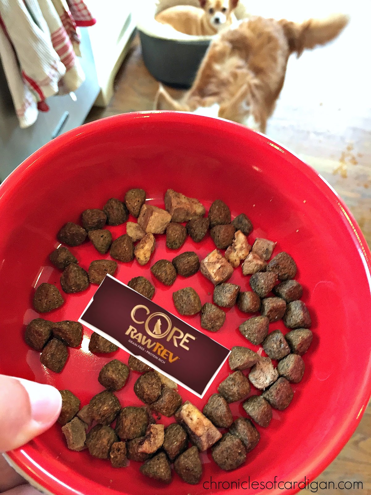 Wellness Core Cat Food Recall Wellness Core Cat Food Recall
