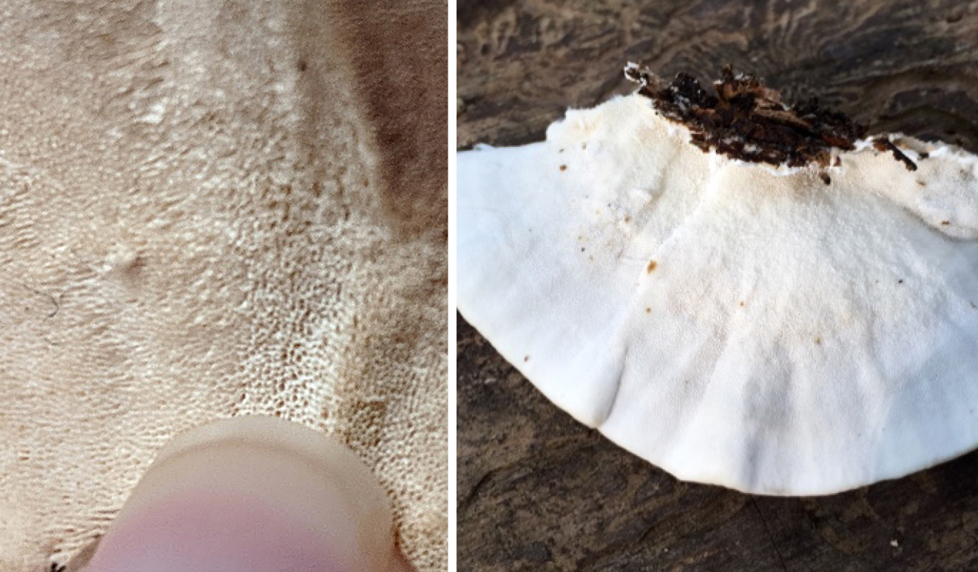 The Foraged Foodie Foraging how to identify turkey tail mushrooms for