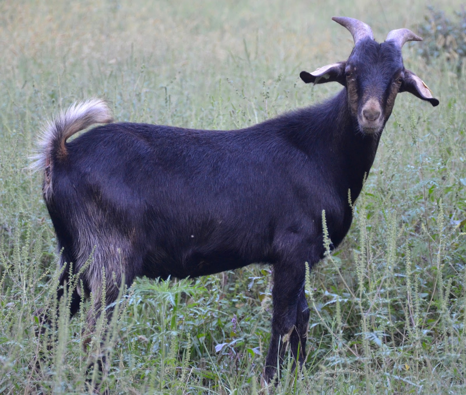 HORSESHOE CANYON RANCH MEAT GOATS