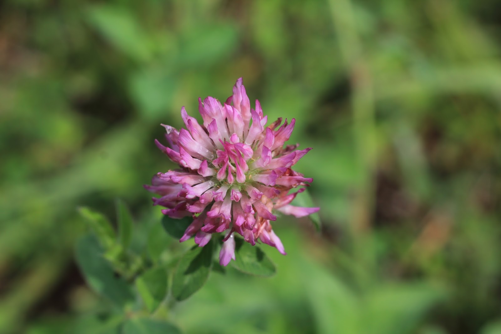Nature Devotions Clover Flower