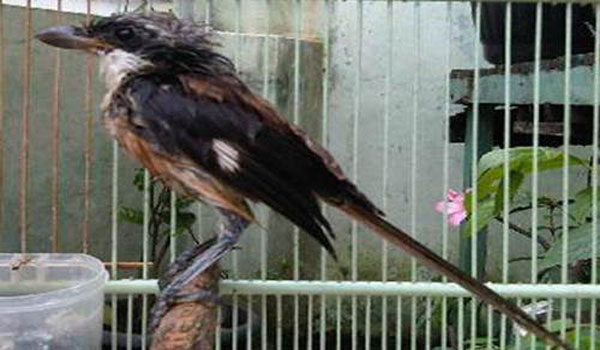 perilaku buruk burung cendet