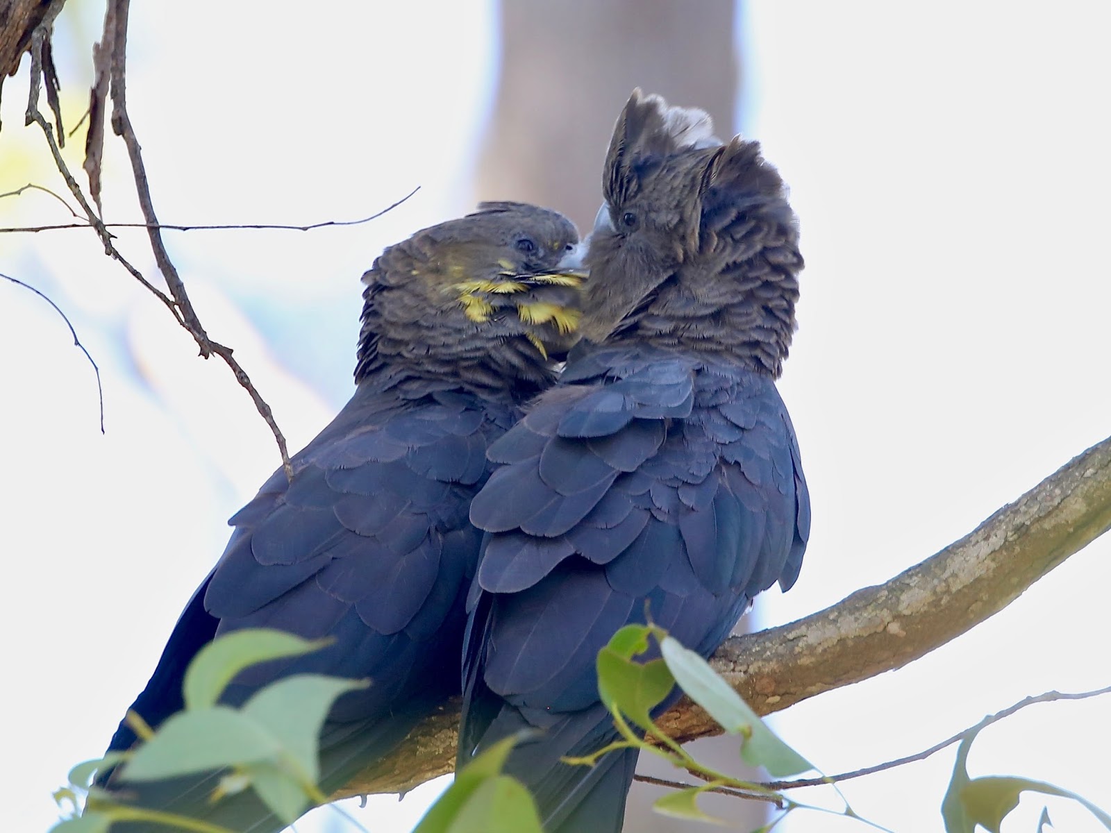 black cockatoo black cockatoo