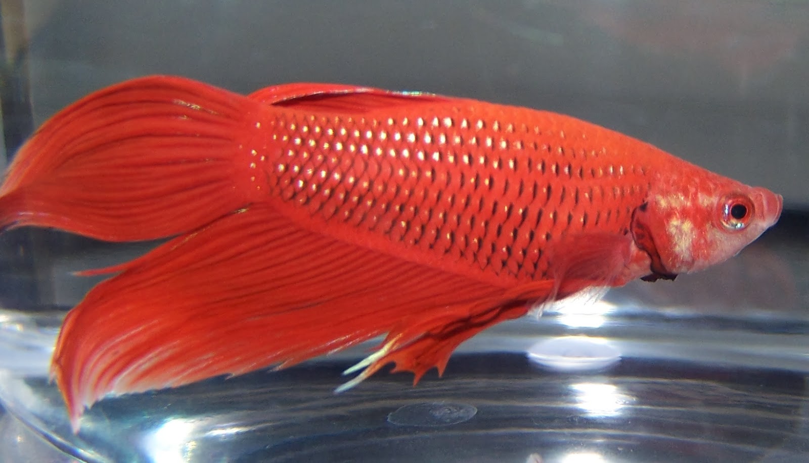Siamese Fighting Fish Pets