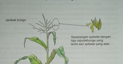 78+ Gambar Bunga Jagung Dan Bagian Bagiannya Paling Baru 78+ Gambar Bunga Jagung Dan Bagian Bagiannya Paling Baru