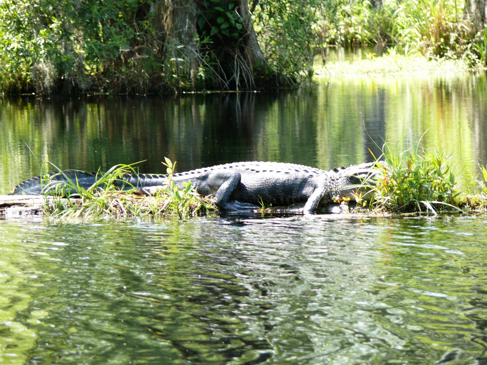 Travels and Discoveries Cypress Gardens