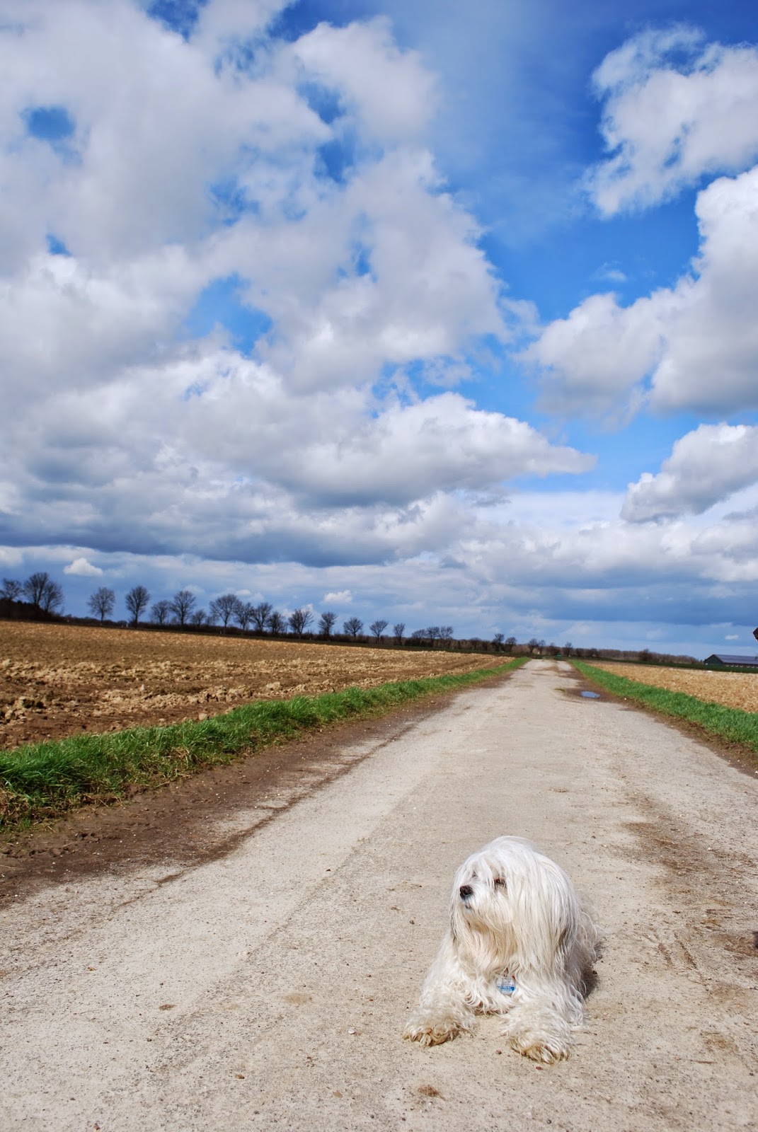 Infos über Havaneser Sie ist von uns gegangen