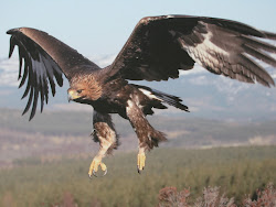 eagle golden birds flying eagles synonym bird flight