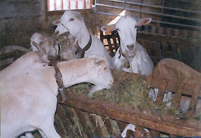 Agricultura, Ganadería, olivares, Beceite, cabras, blancas