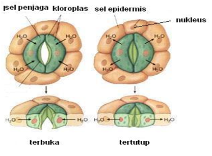 Fungsi Modifikasi Batang Kentang - Sumpah d
