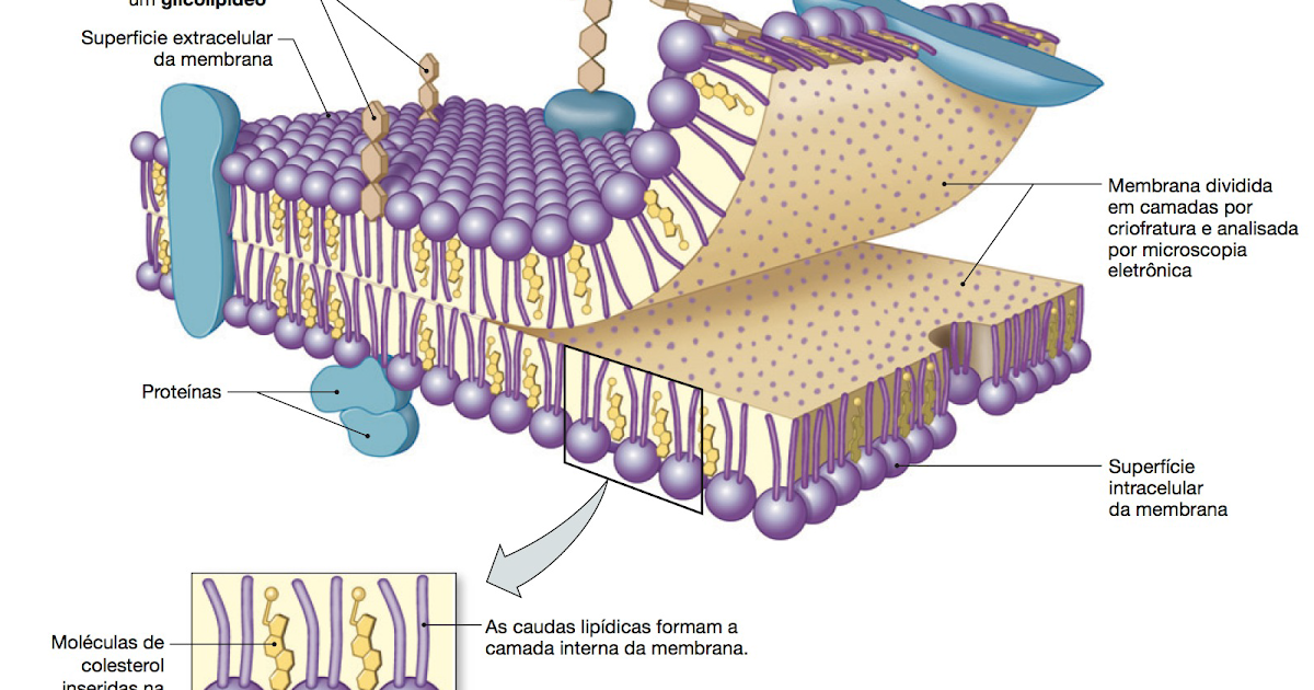 Arquivo BioQui: Modelo do mosaico fluido de uma membrana biologica
