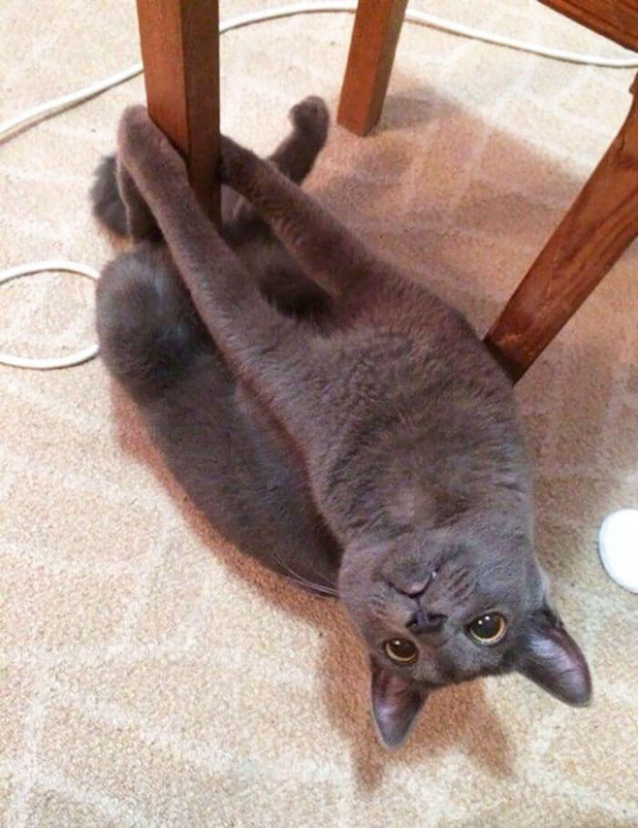 14 Hilarious Photos That Stand For The Real Definition Of Weird - This cat has invested all of her force in pulling the table!