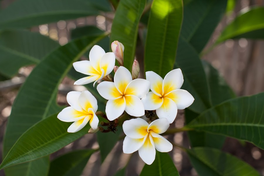 Beneficios de la flor de mayo o Plumeria rubra | Plantas