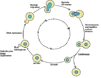Knowledge Class: Reproduction in Fungi