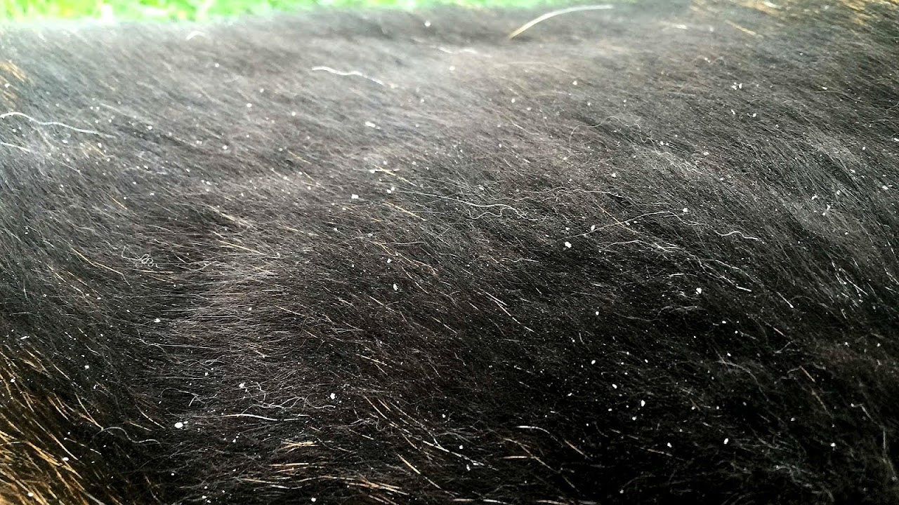 Walking Dandruff In Dogs Dog Choices