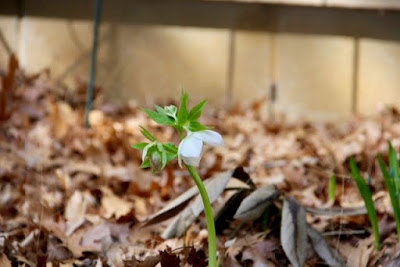 lenten rose, new growth lenten rose, new growth