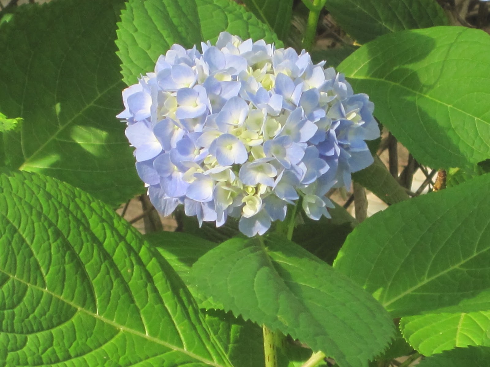 Decorated Chaos Blue Hydrangea in Bloom