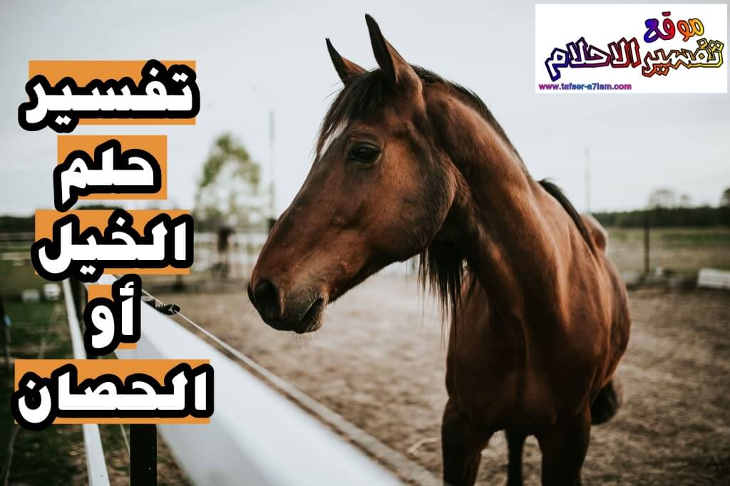 تفسير حلم الخيل في المنام لابن سيرين تفسير حلم الخيل في المنام لابن سيرين