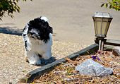 6 months old Havanese Dog 