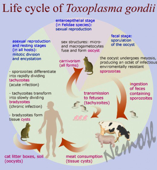 toxoplasmosis