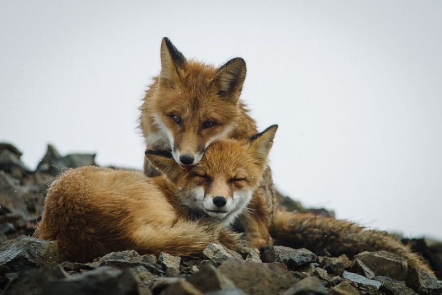 Incredible Portraits Of Wild Foxes from A Mining Engineer Ivan Kislov