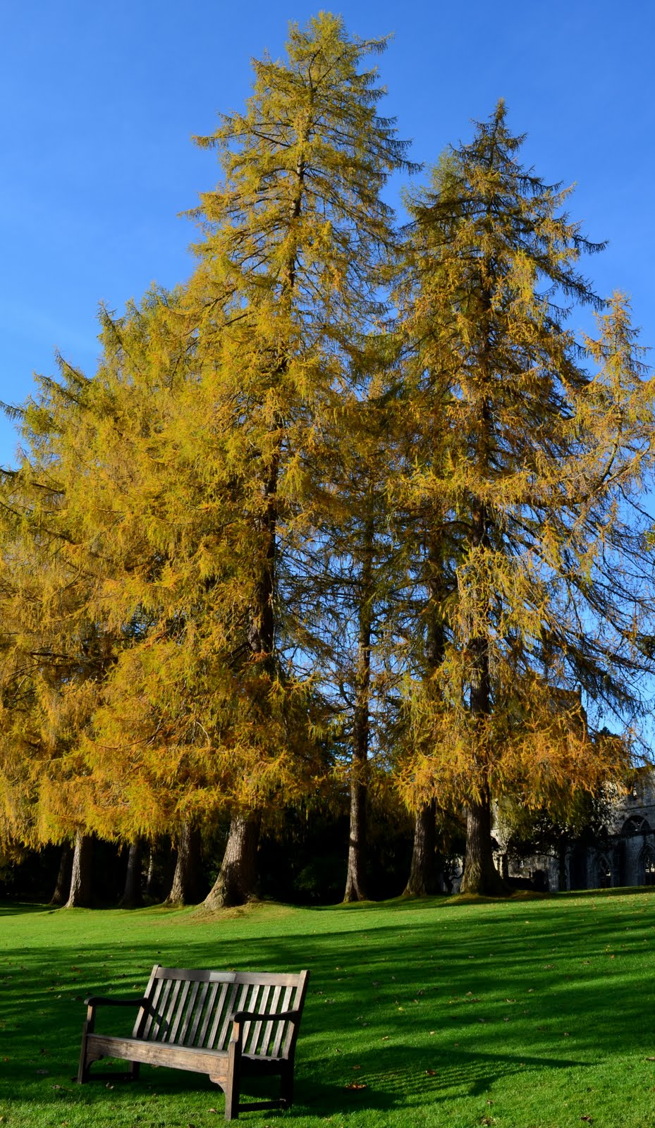 Tour Scotland Tour Scotland Autumn Video Photographs Trees Dunkeld