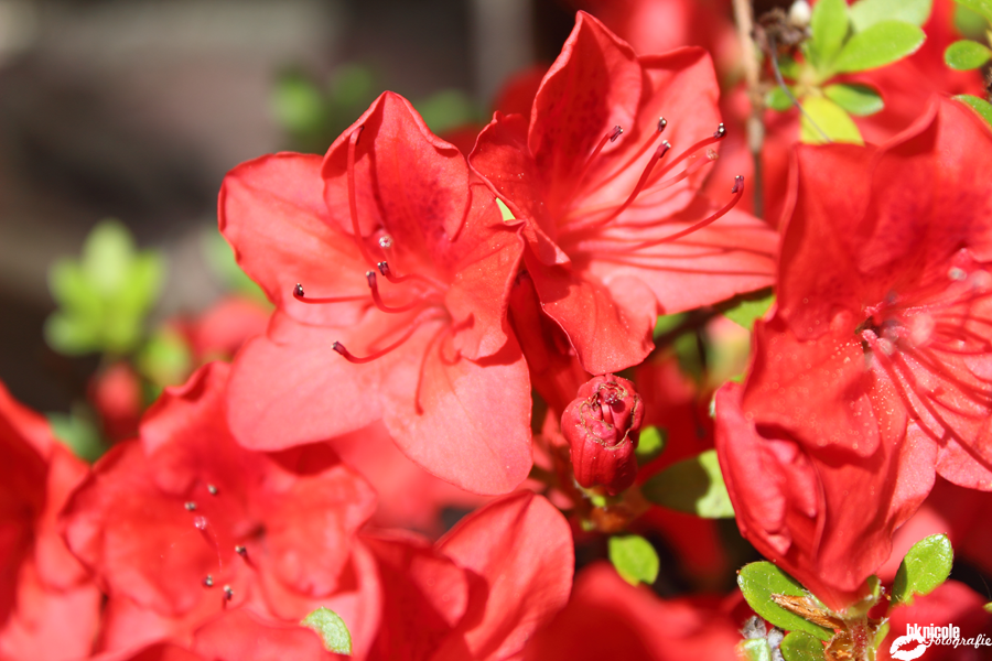 Kybersetzung Ein Blog Juni 2019