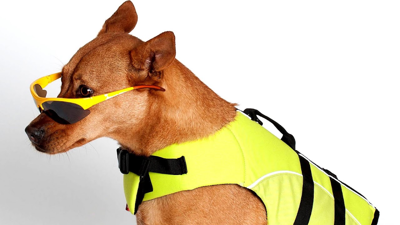 Pensacola Pet Resort Trip to Resort