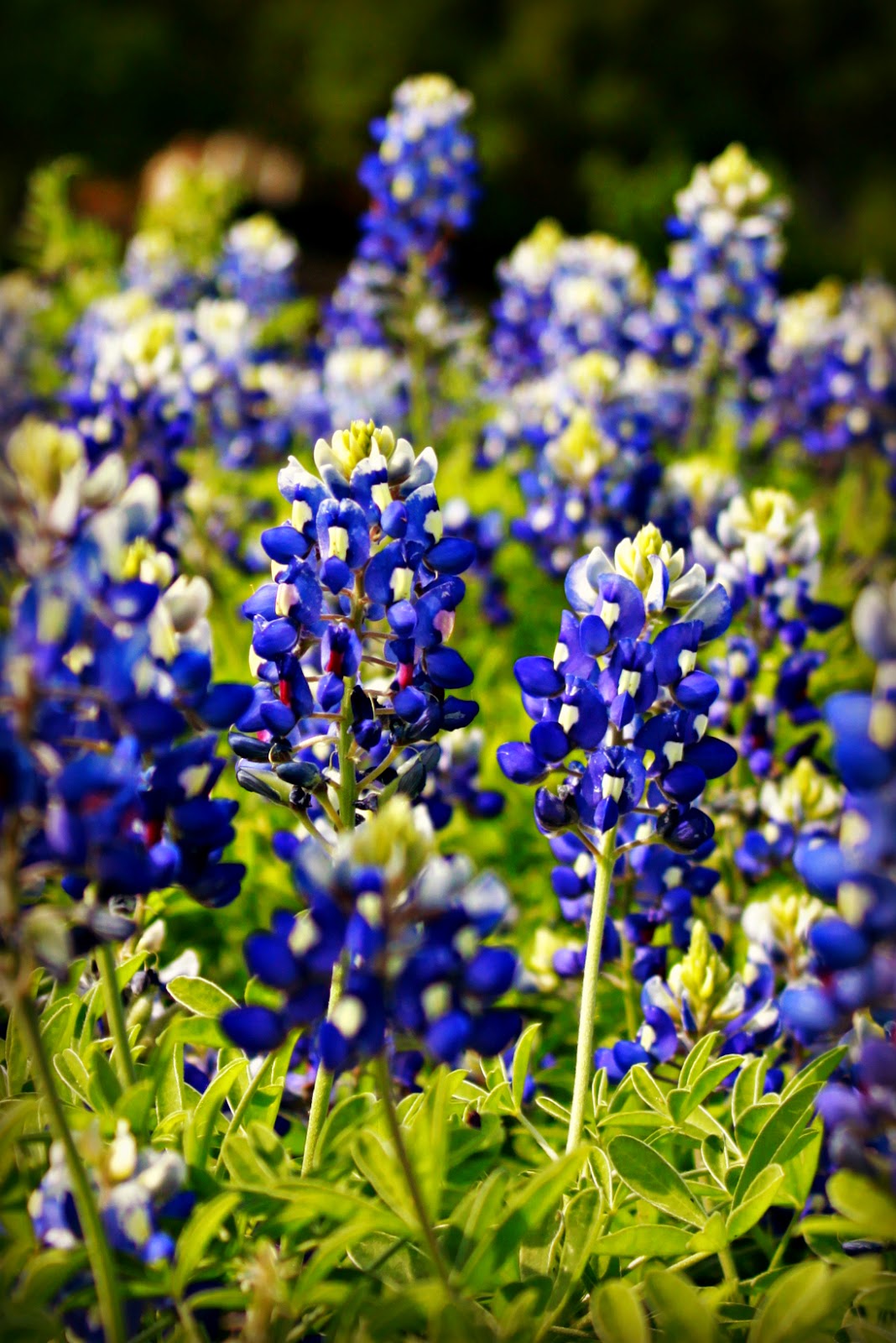 Times 2 Treasure Our State Flower