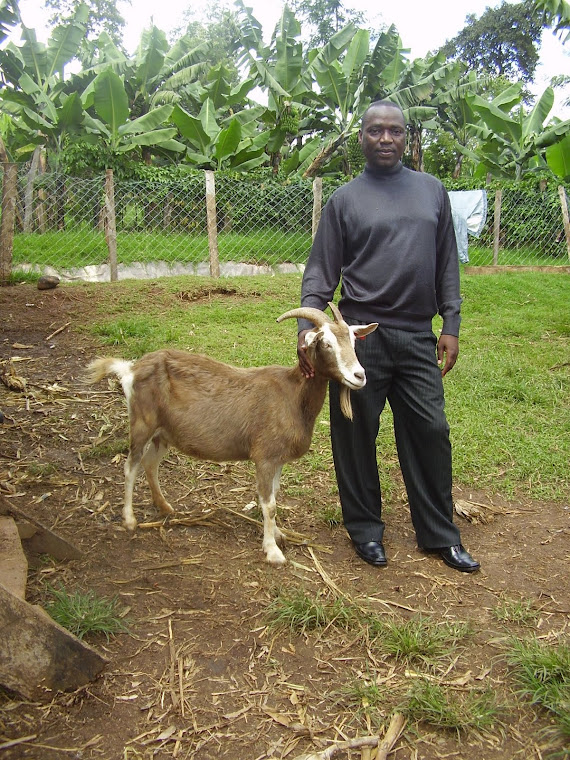 Dairy goats in Kenya