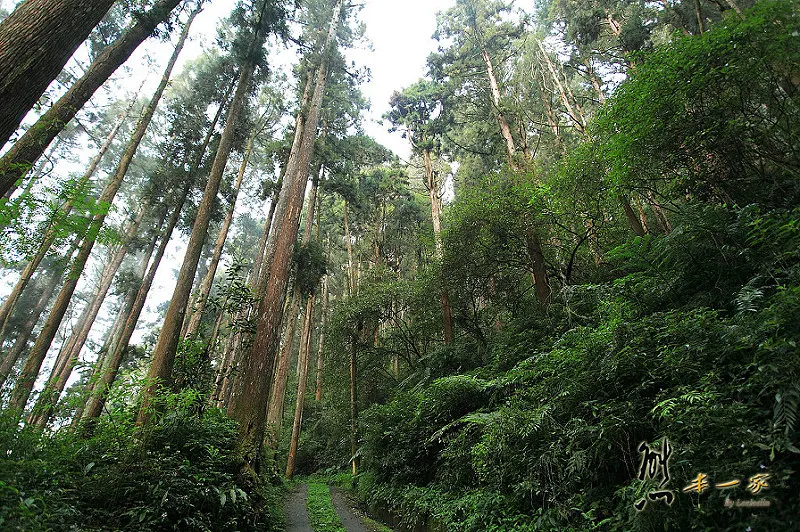 奮起湖石棹景點|龍雲休閒農場森林步道|鐵達尼石 五彩石