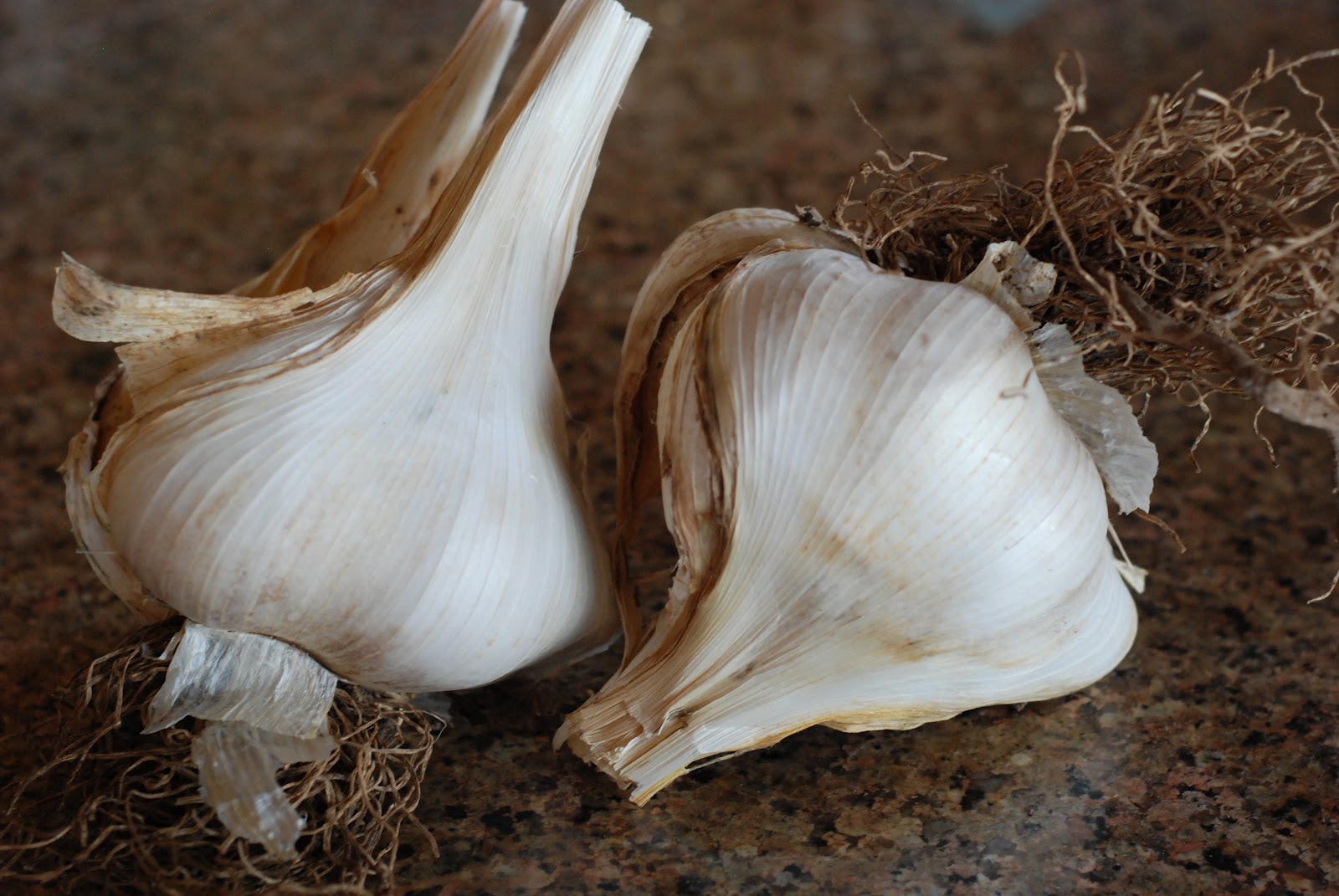 Moss Moments elephant garlic.