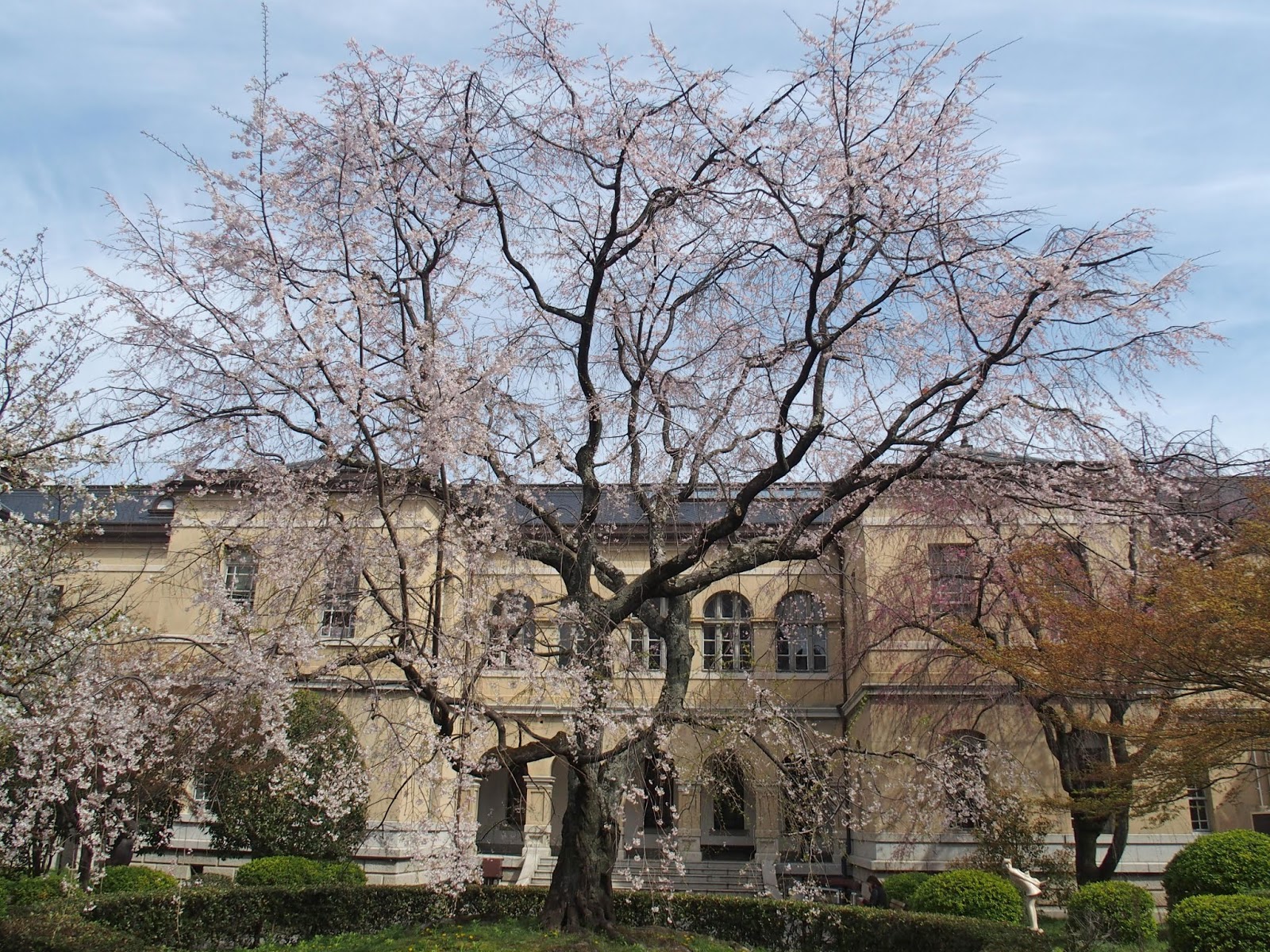 Gottuan S Room 京都府庁の桜