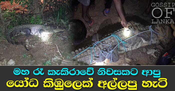 Crocodile caught in Kekirawa - (Watch Video) Crocodile caught in Kekirawa - (Watch Video)