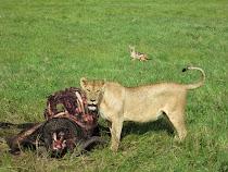 Lioness at scene of a water buffalo kill, jackals lurking in background (Ngorongoro Crater)