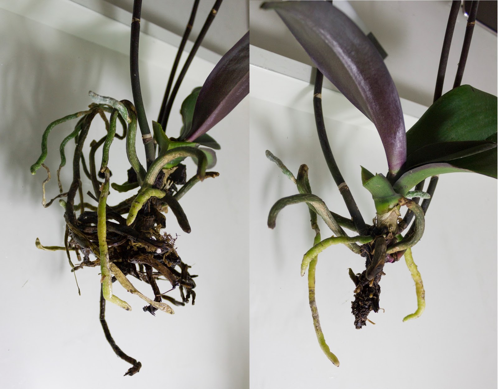 Maria S Orchids Repotting Noid Phalaenopsis Noid Phal Roots Before And After T