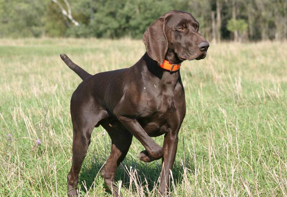 the hunting dog german short haired pointer is a hunting dog that can ...
