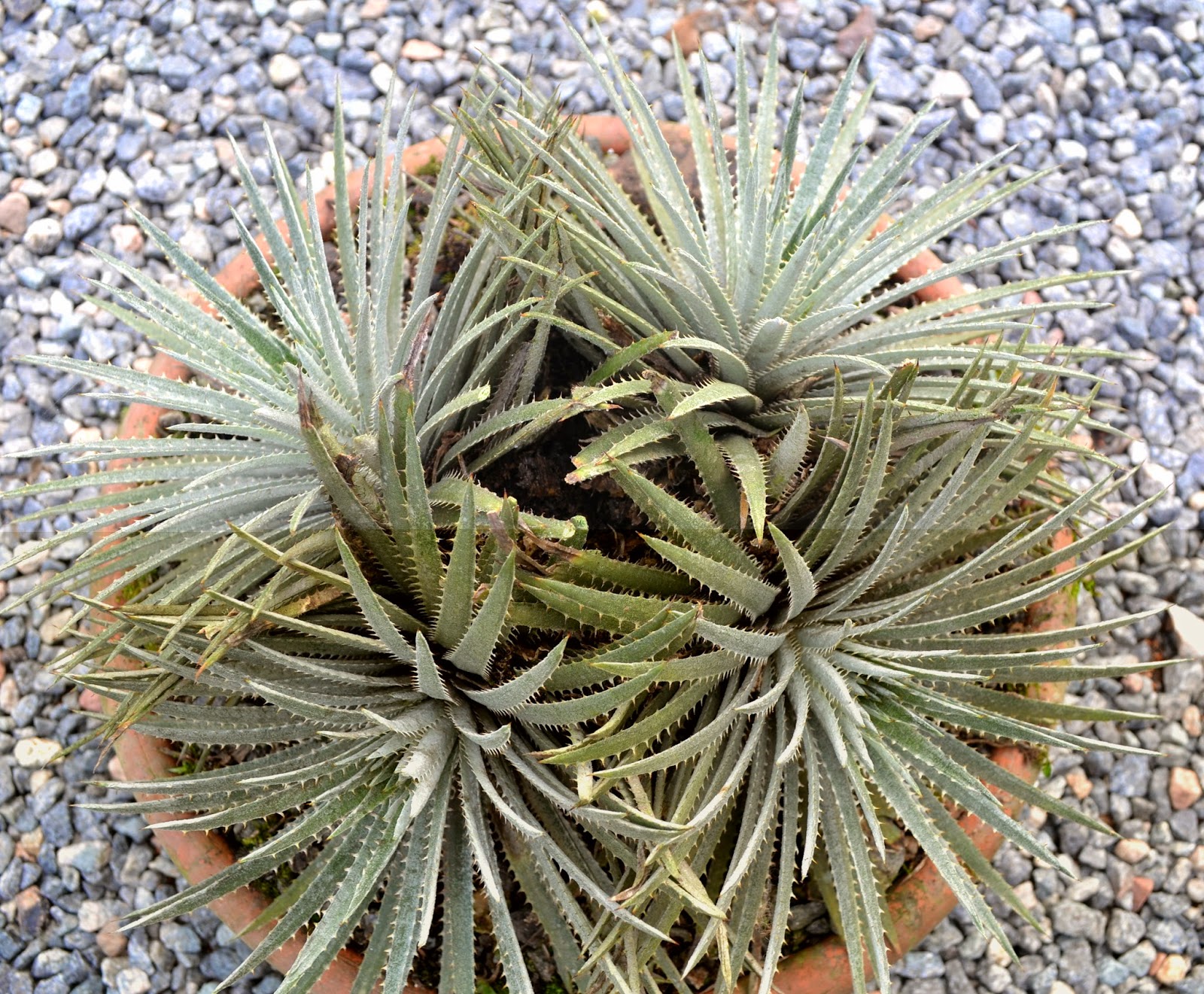 Dyckia hebdingii | Roxo - Brazil lust plant ebdingii ディッキア