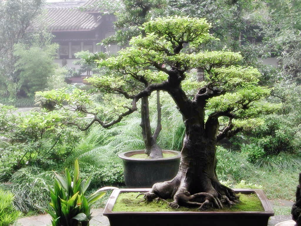 Cara membuat  bonsai  BUDIDAYAKU