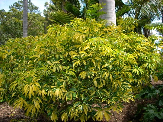 14 Ide Bunga Wali Songo Gambar Bunga