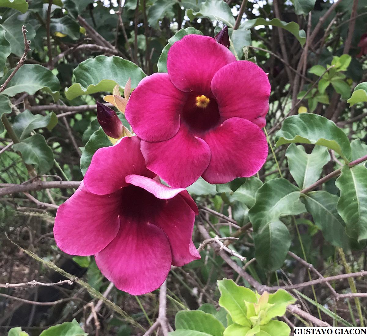 Viveiro Ciprest - Plantas Nativas e Exóticas: Alamanda Vinho ( Allamanda  blanchetii )