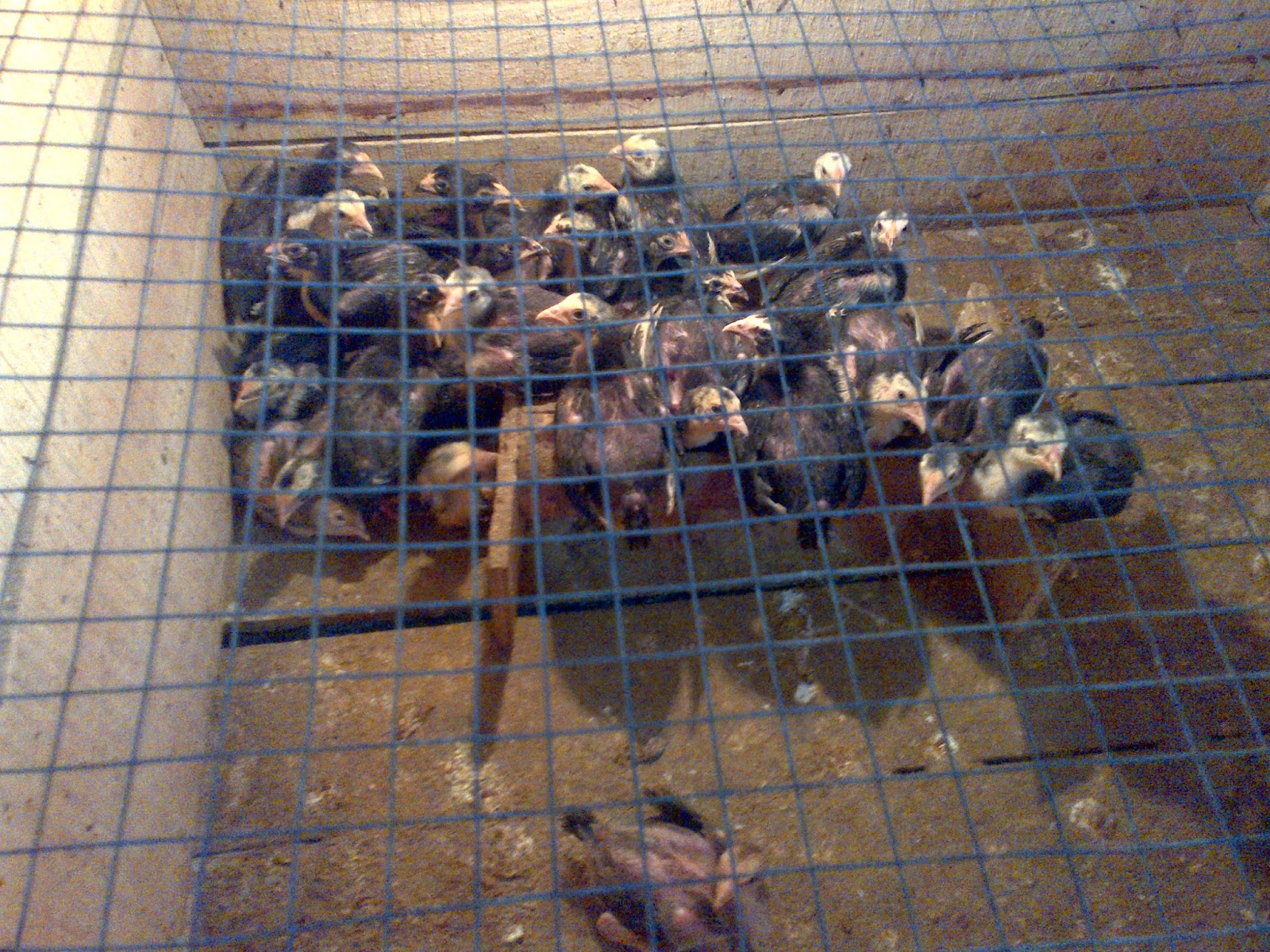Cara Merawat Ayam Bangkok Umur 1 2 3 4 Bulan Agar Pertumbuhan Maksimal